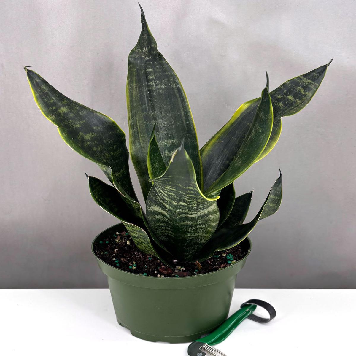 Sansevieria Black Moon