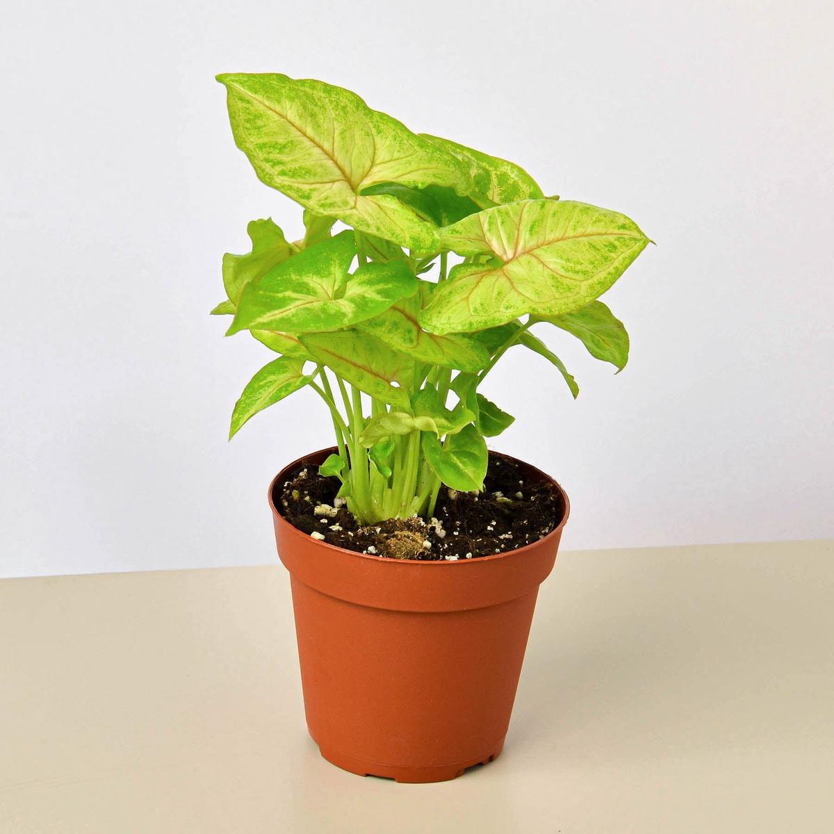 Syngonium 'Gold'