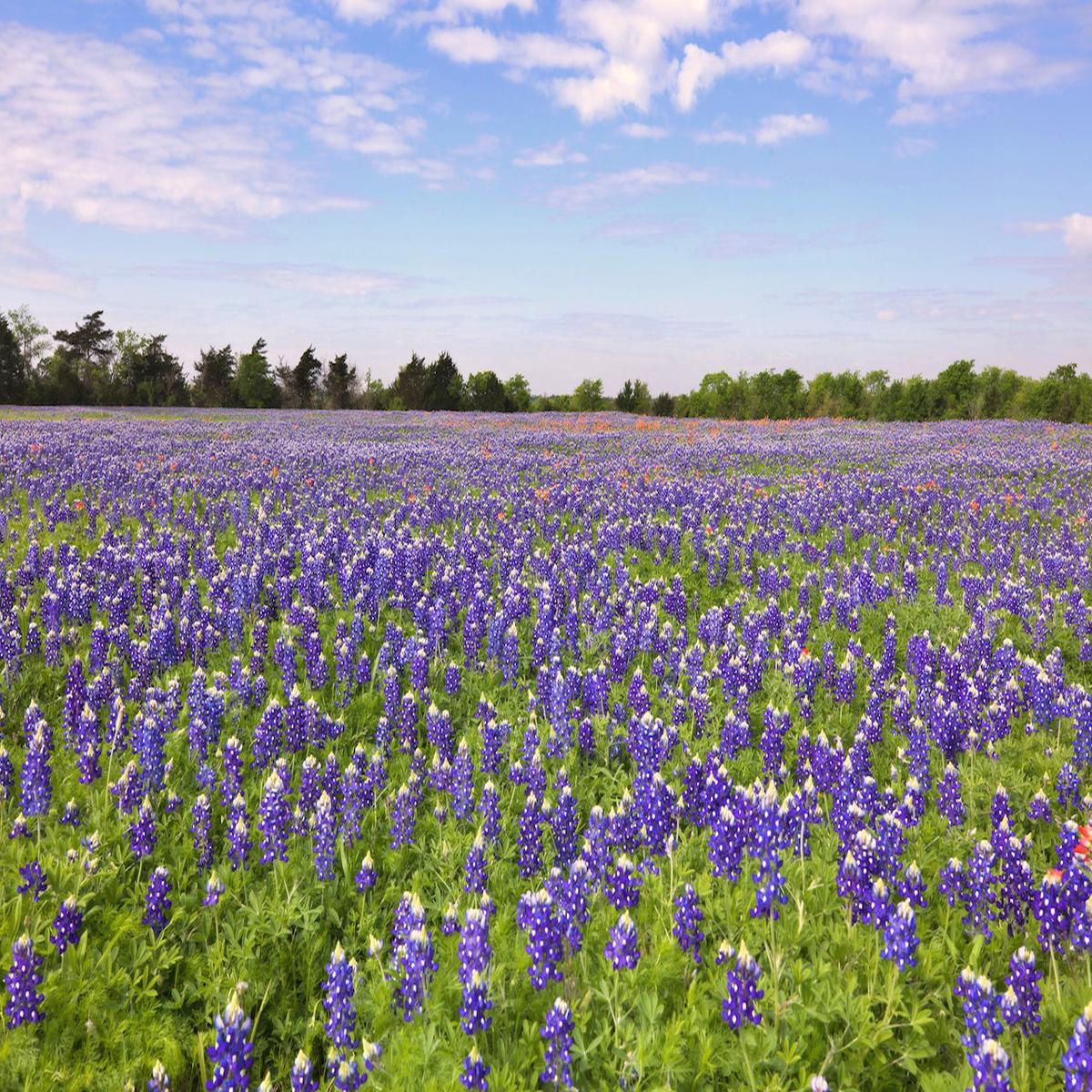 Texas Bluebonnets Wildflower Seed (Pre-Order)