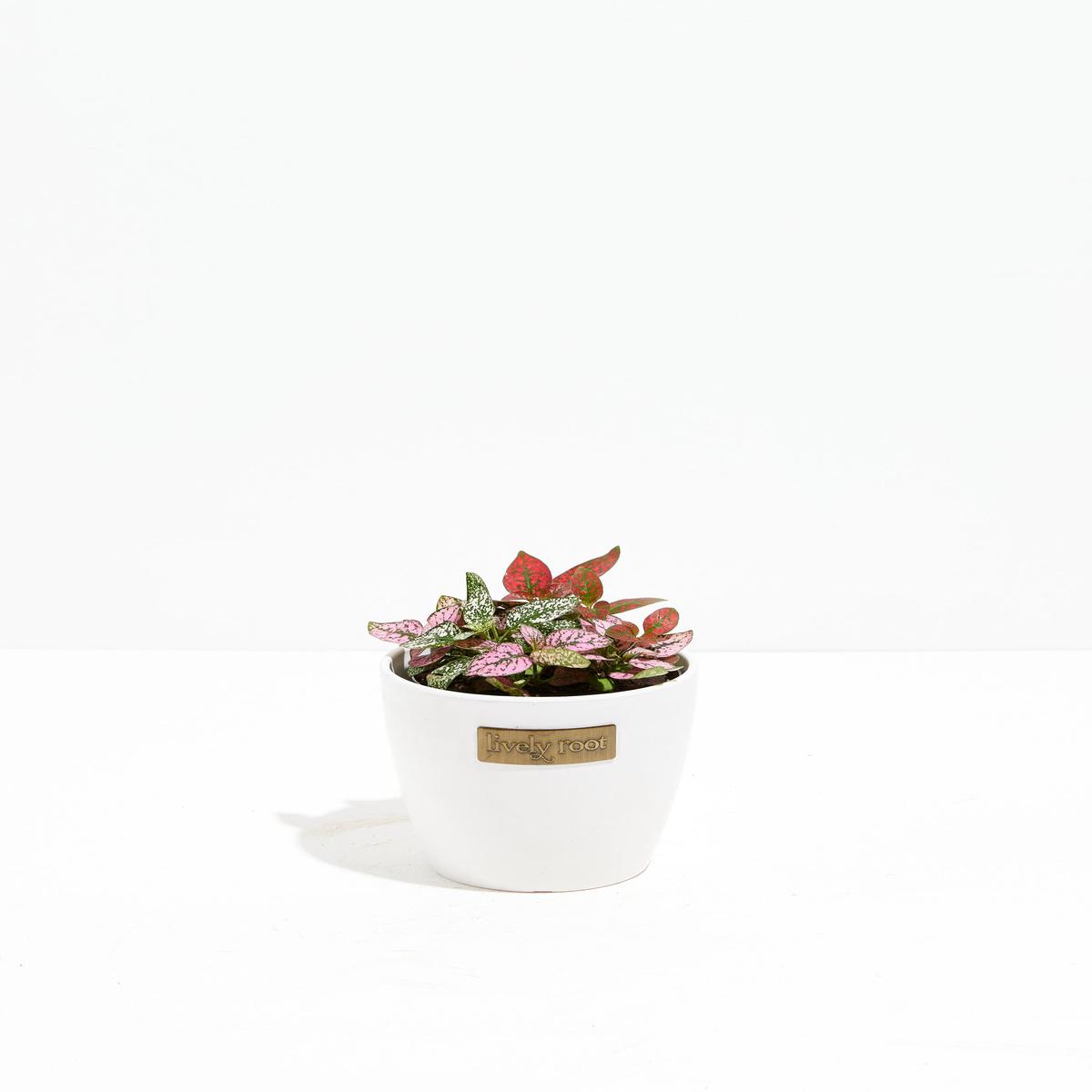 Tricolor Hypoestes
