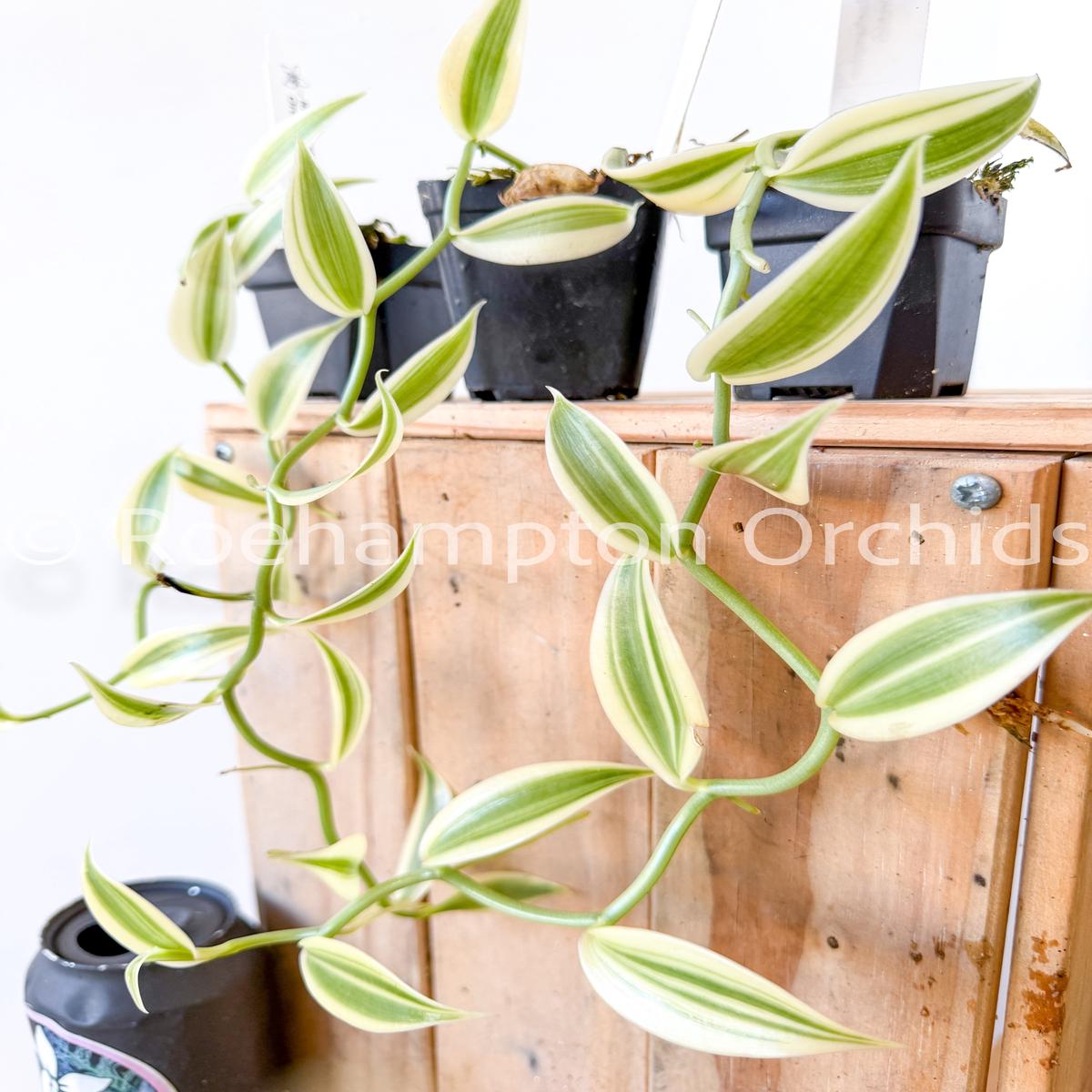 Vanilla planifolia 'Albo-Variegata'