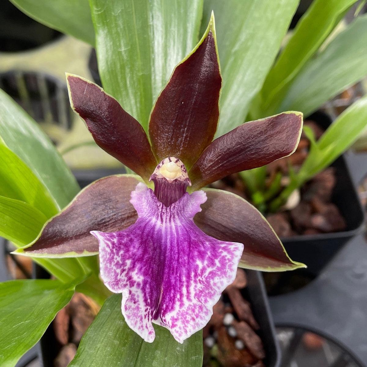 Zygo. Debbie DeMello 'Honolulu Baby' (5.5" Pot) - Buds