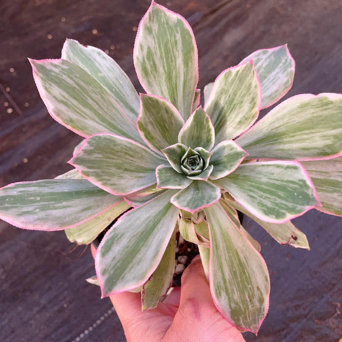 Aeonium Clear ShadowCutting15cm
