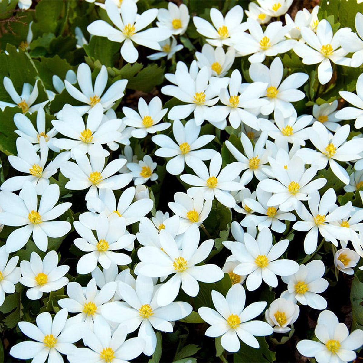 Bloodroot