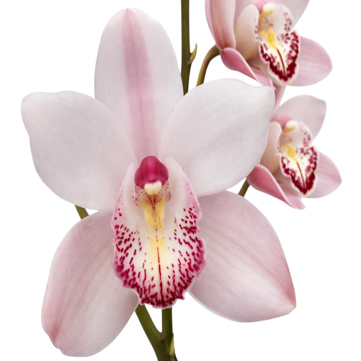 Cymbidium Star Paradise Tequila x Juans Chousina Ventry (medium)