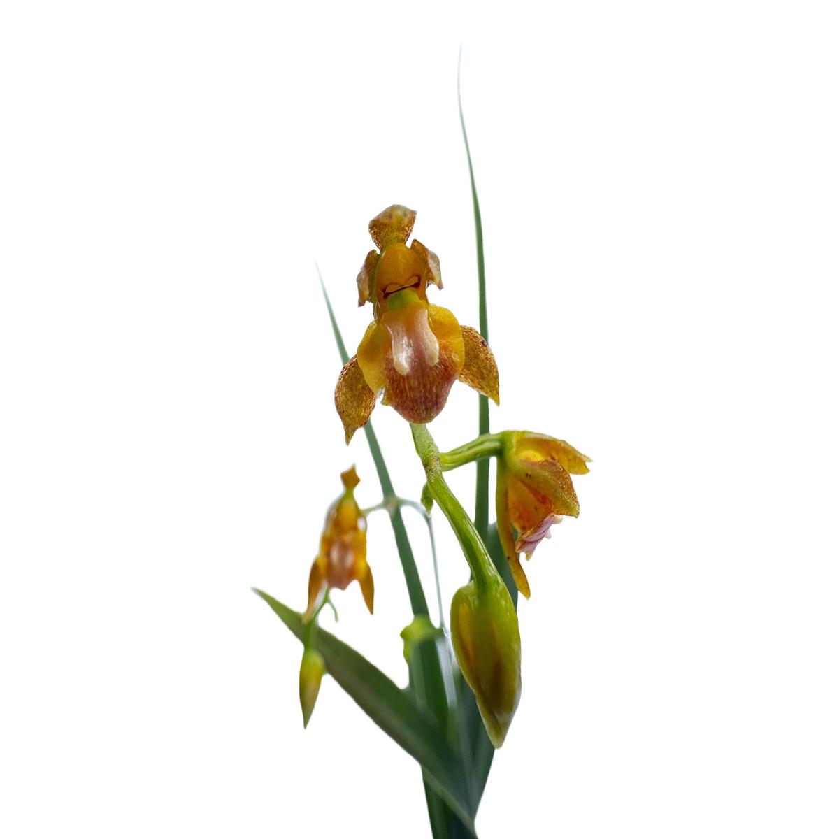 Cyrtochilum hoeijeri