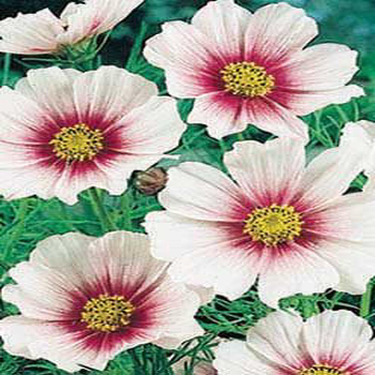 Day Dream Cosmos - 3273
