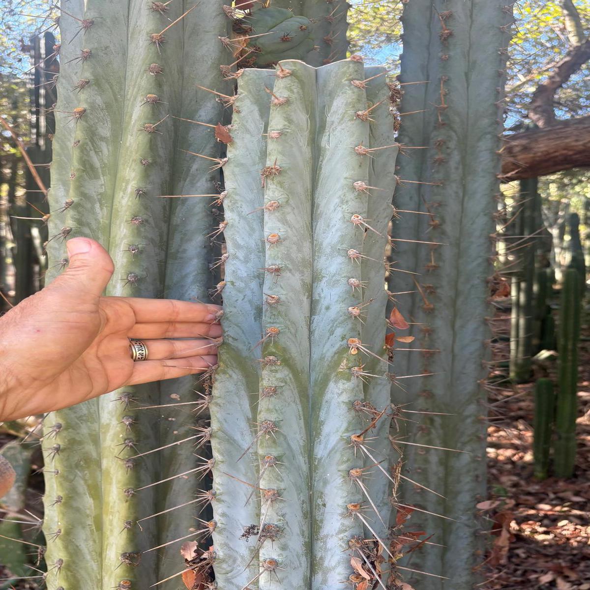 #EC386 EXACT Trichocereus Peruvianus TSSBP Shaq Cactus 15 Mid Cutting