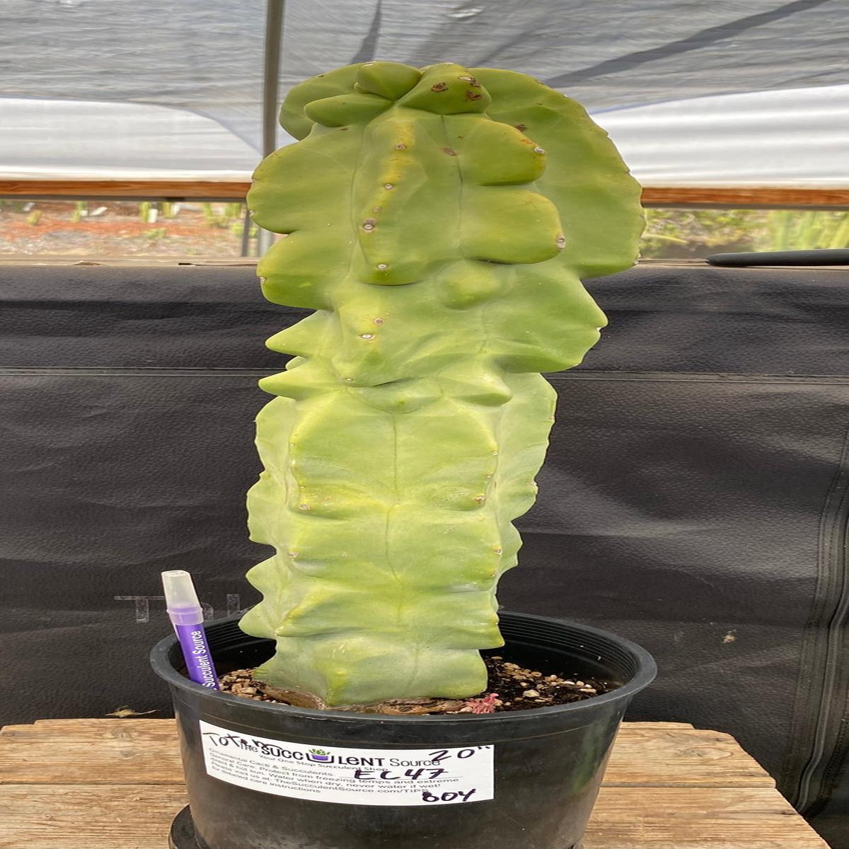 #EC47 EXACT Lophocereus schottii Monstrose Totem Pole Cactus 20"
