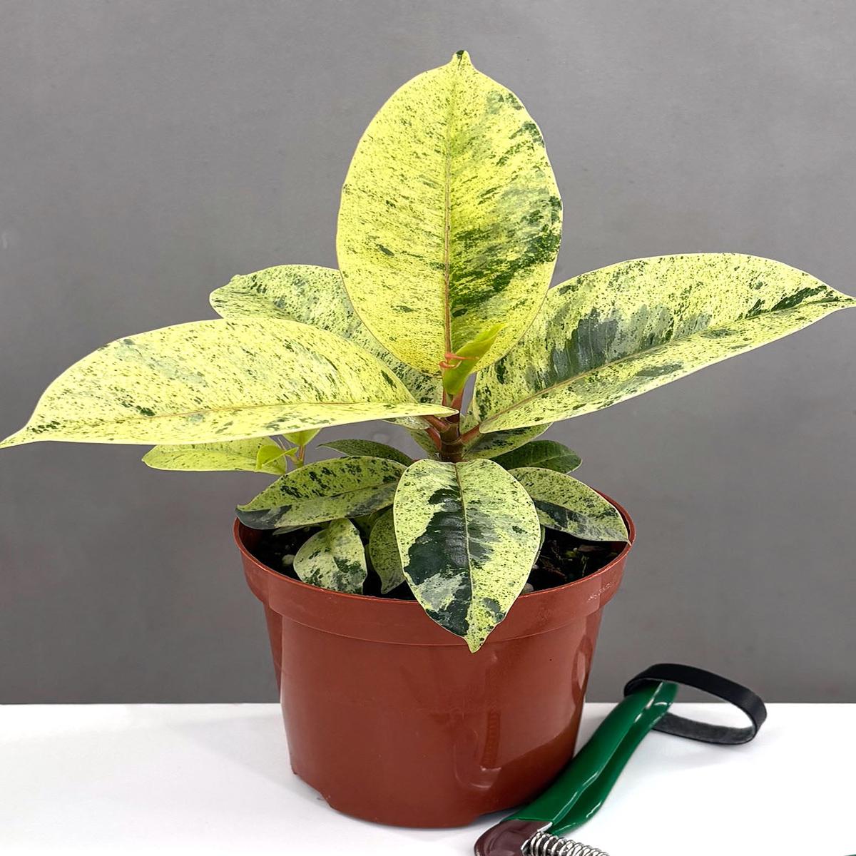 Ficus Shivereana Marble