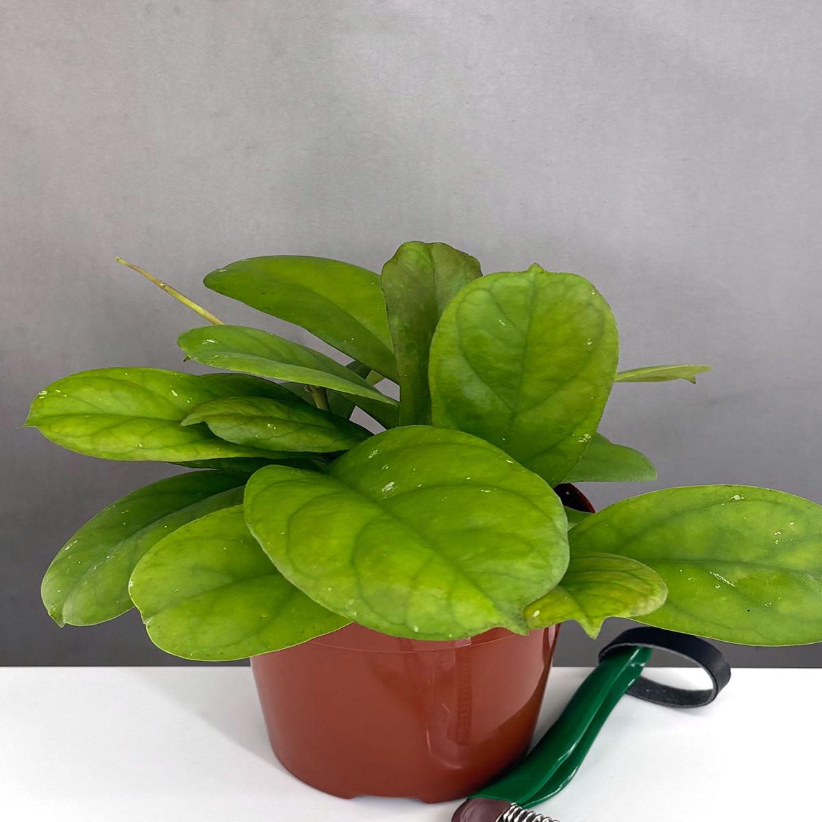 Hoya Viola