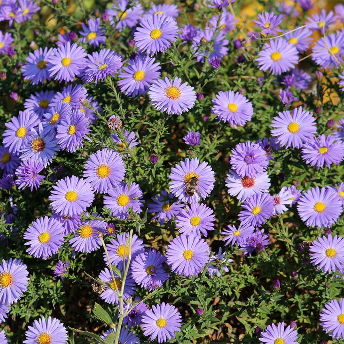KICKIN Lilac Blue Aster