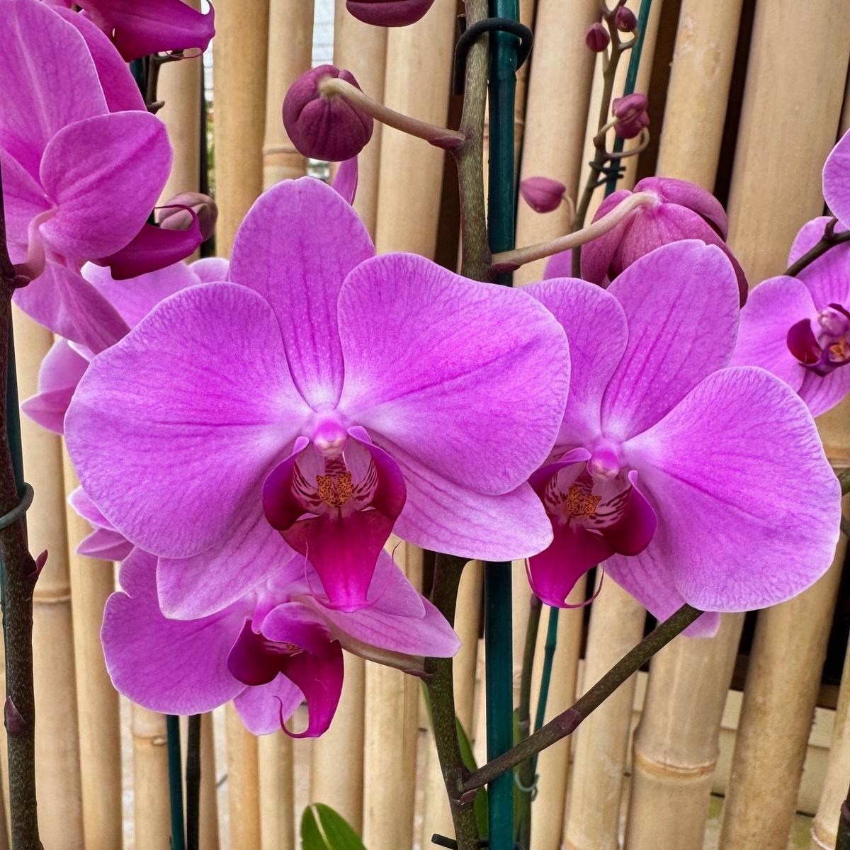 Phal. Lavendar-Pink
