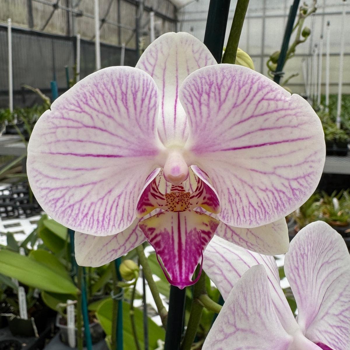 Phal. Razzle Dazzle