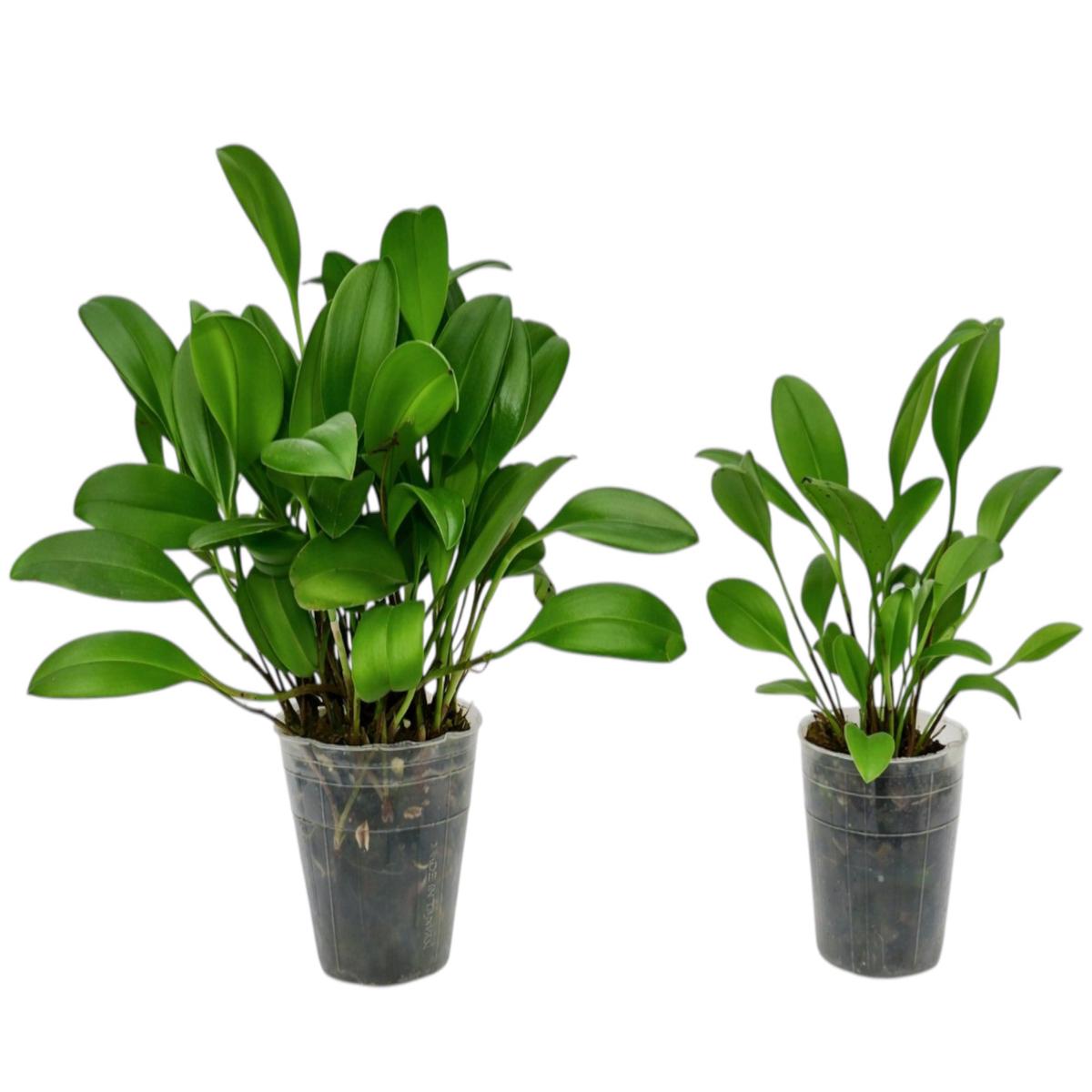 Stelis patinaria (Big)