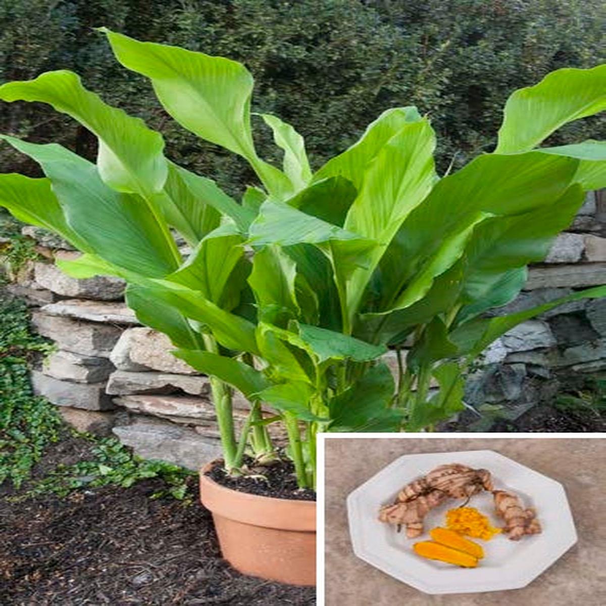 Turmeric Plant (Curcuma longa)