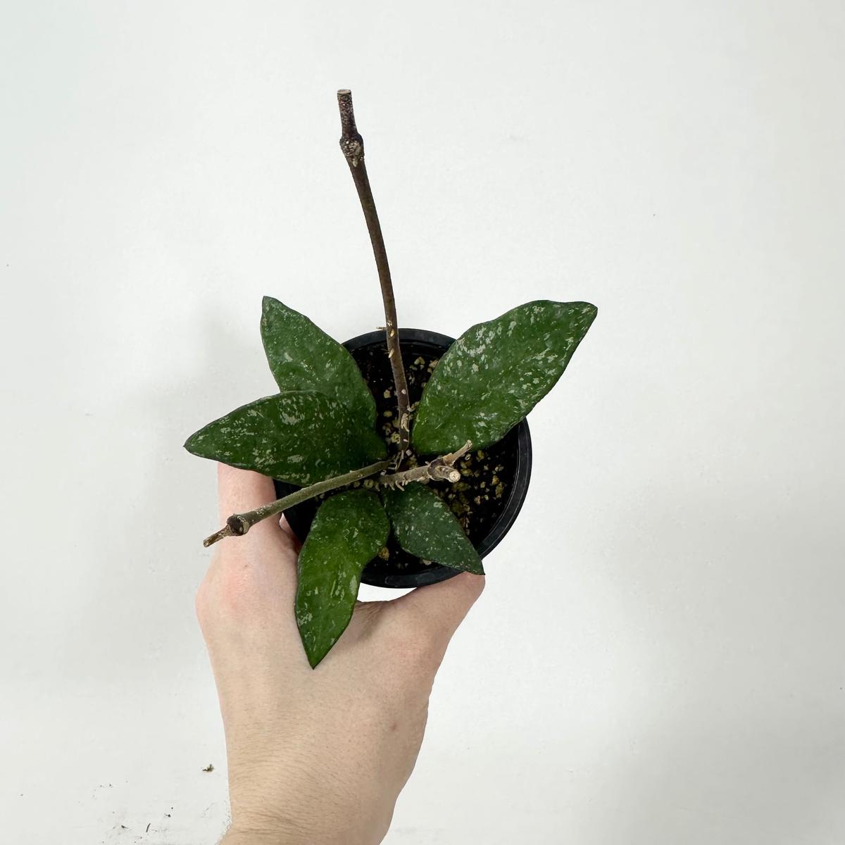 Z-5339 - Hoya rundumensis (splash)