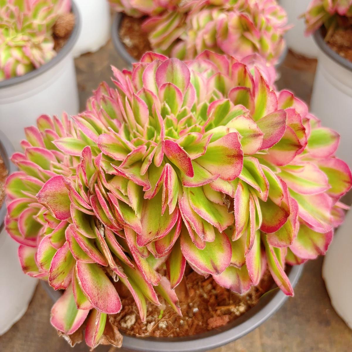 Aeonium Allure Crest13-18cm with root