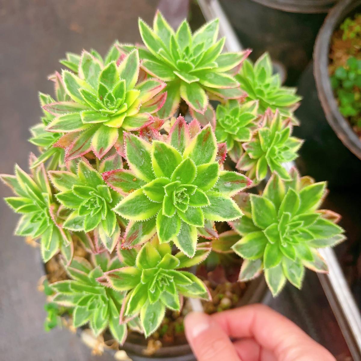 Aeonium Babetu VarigationRootless Cluster15cm at least 10 heads