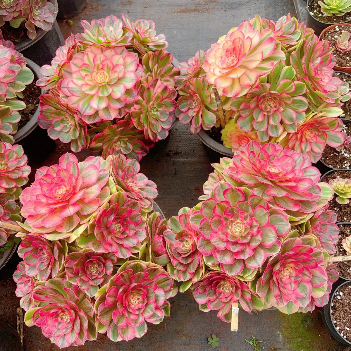 Aeonium NereusCluster20-25cmAt Least 10 heads