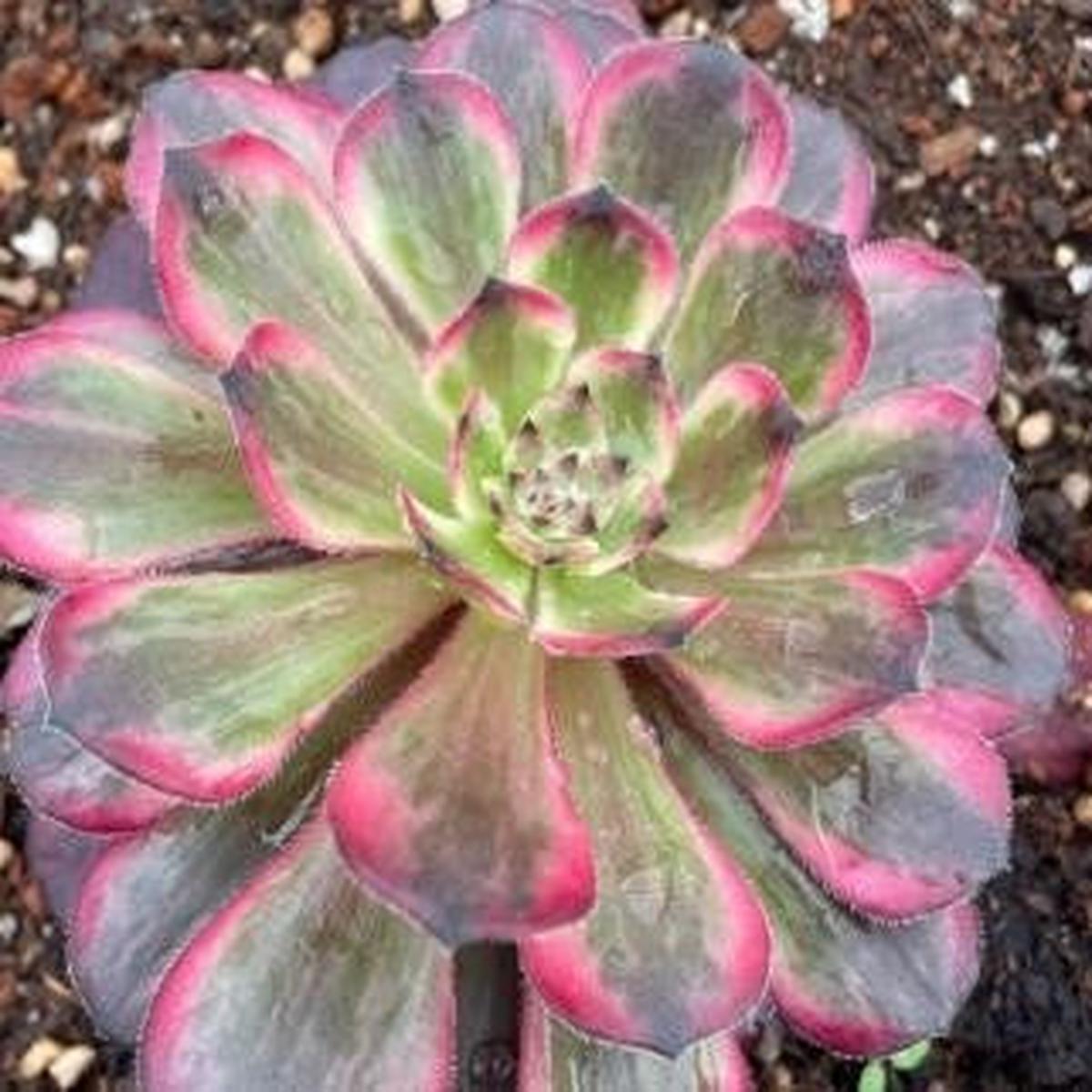 Aeonium Purple KasumiSingle Head With Root 13cm