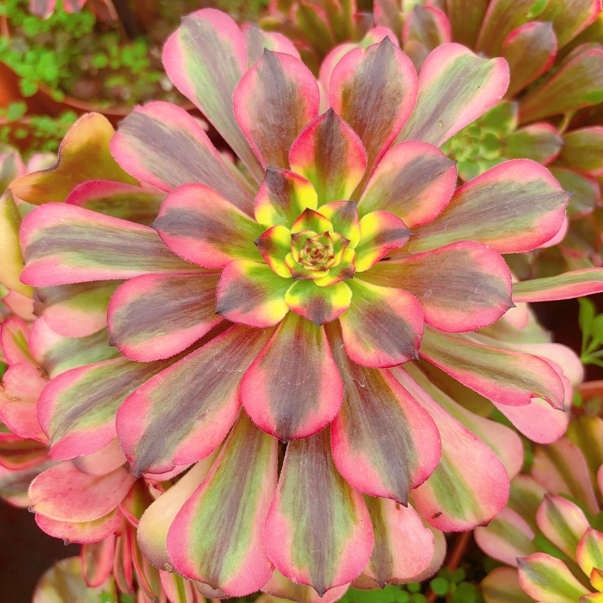 Aeonium RougeCutting 10cm