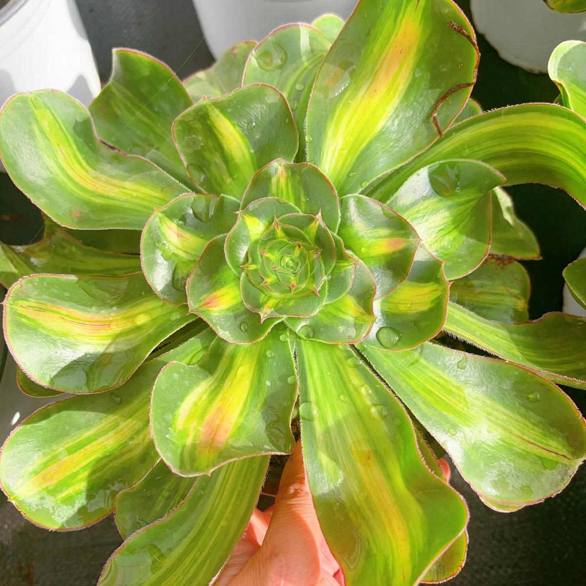 Aeonium Tyrant SelectedSingle head 15-20cm