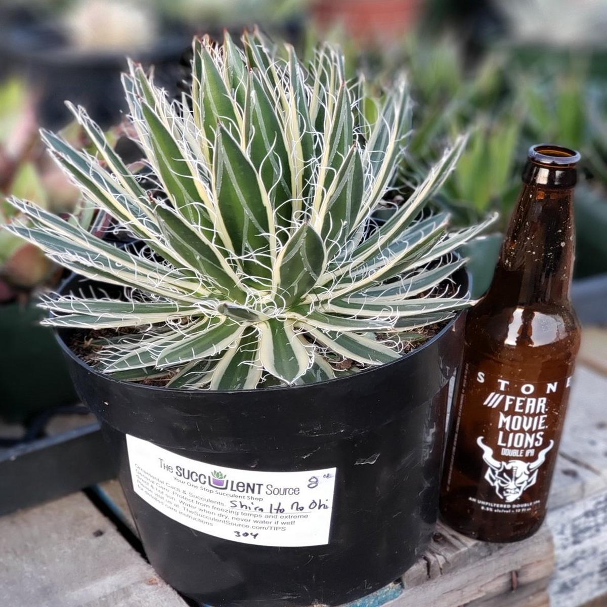Agave Shira Ito No Ohi 8"