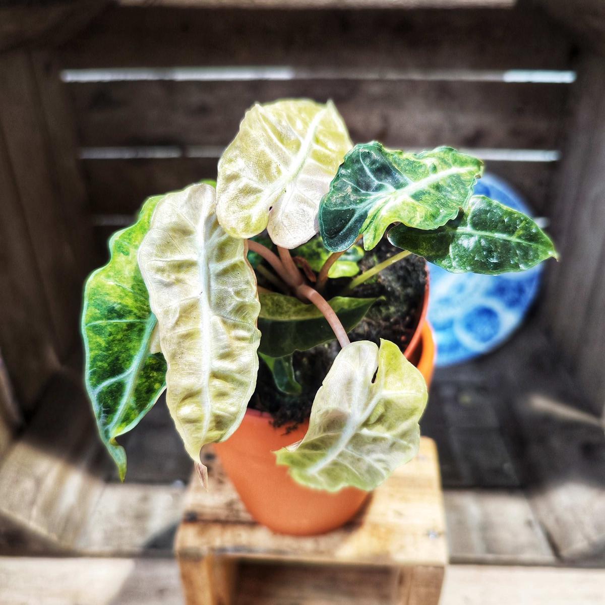 Alocasia Amazonica Tricolor Pink/Aurea  Feuillage multicolore rare