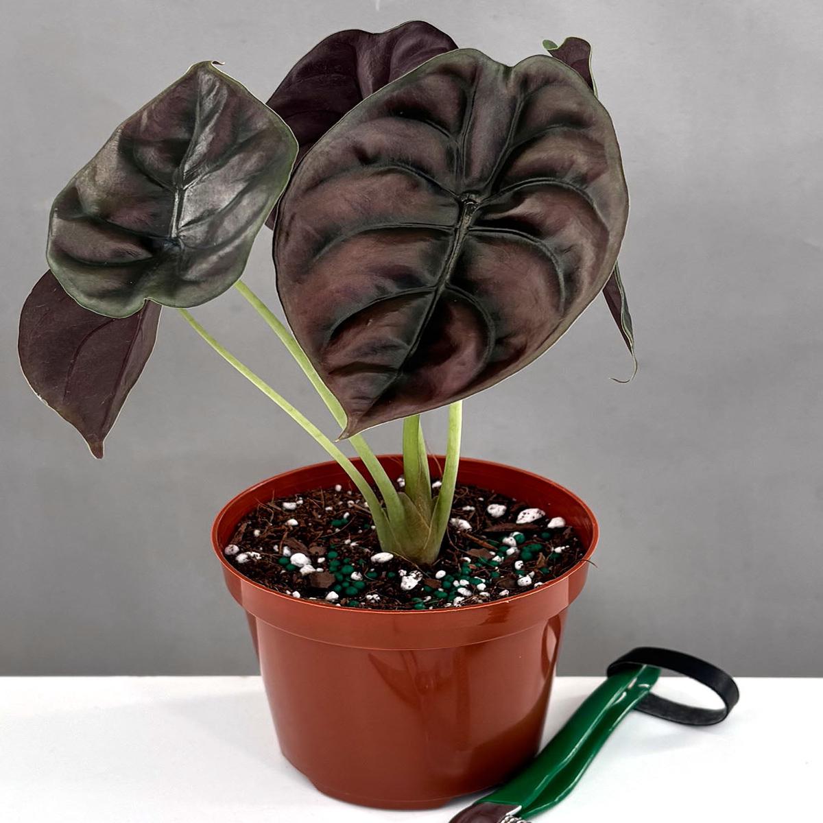 Alocasia Cuprea