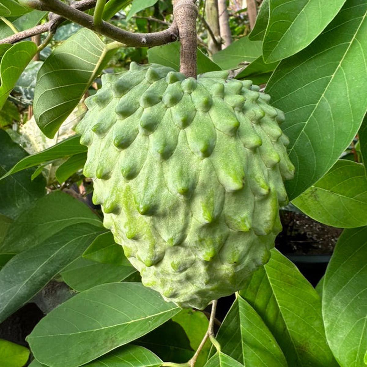 Atemoya Tree Geffner (Atemoya hybrid)