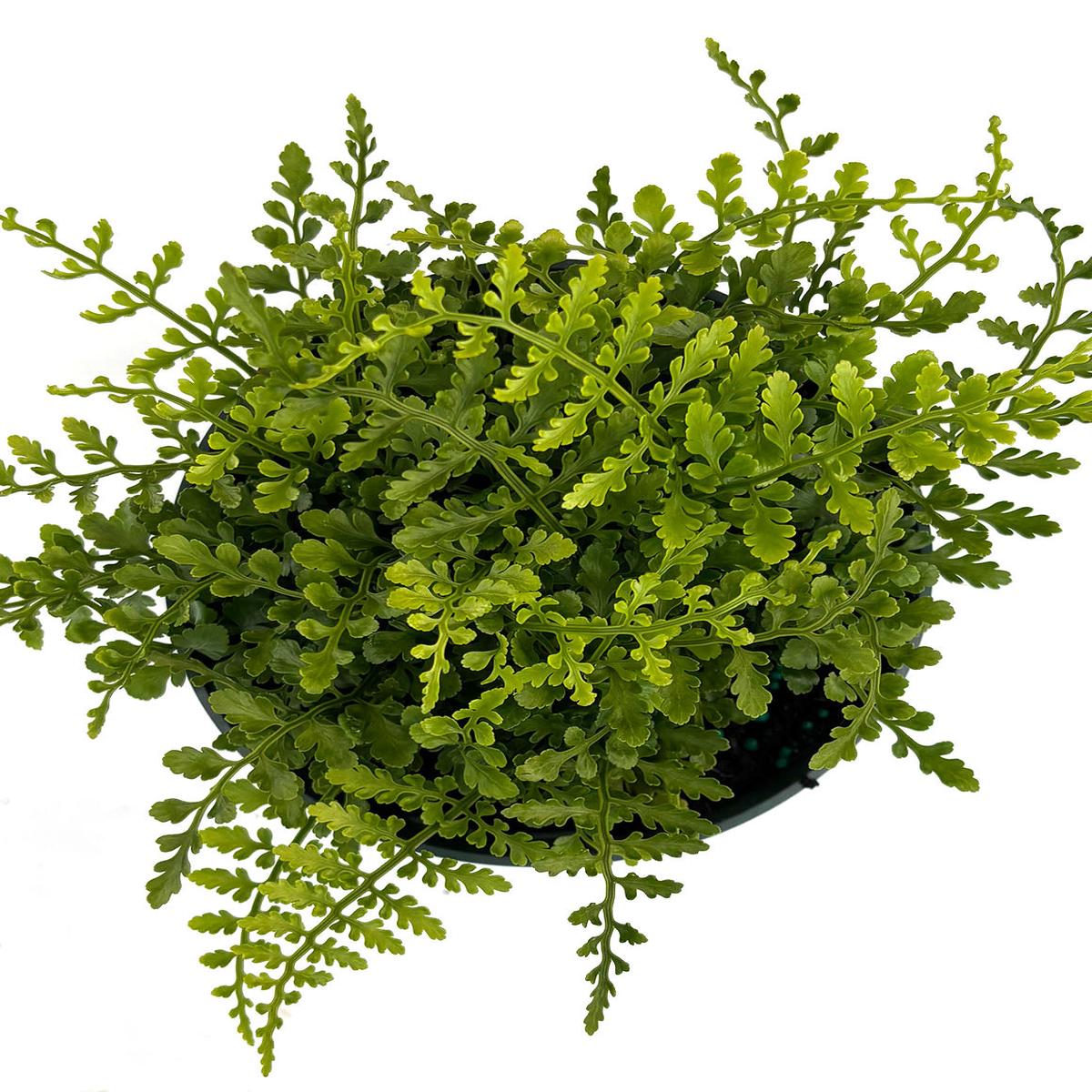 Australian Mother Fern