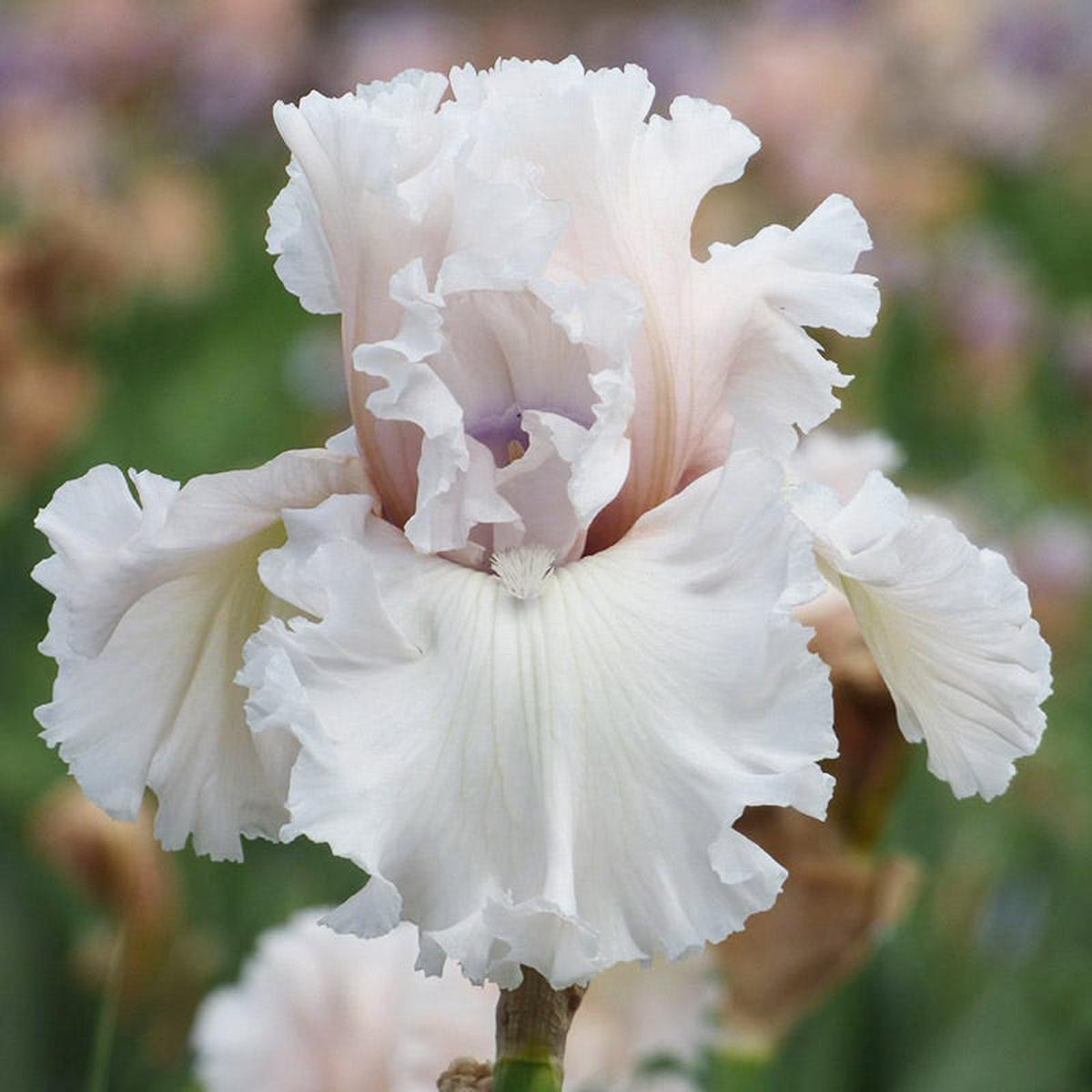 Beauty Within Bearded Iris