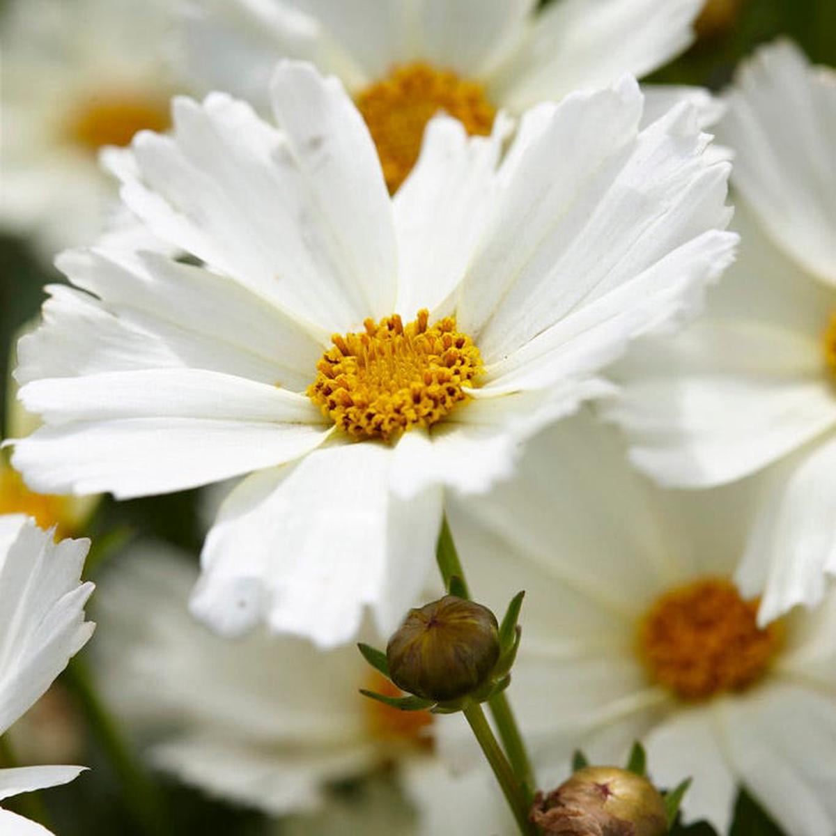 Big Bang Polaris Coreopsis