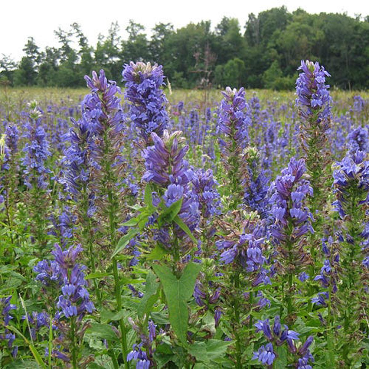 Blue Cardinal Flower Seeds (Lobelia)