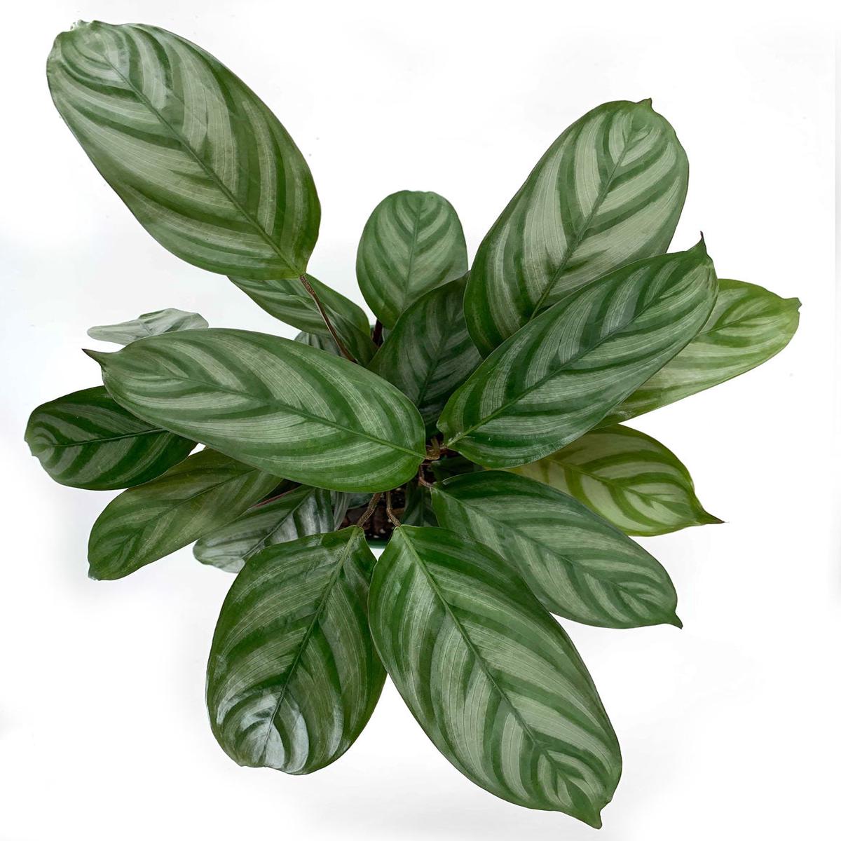 Calathea Exotica
