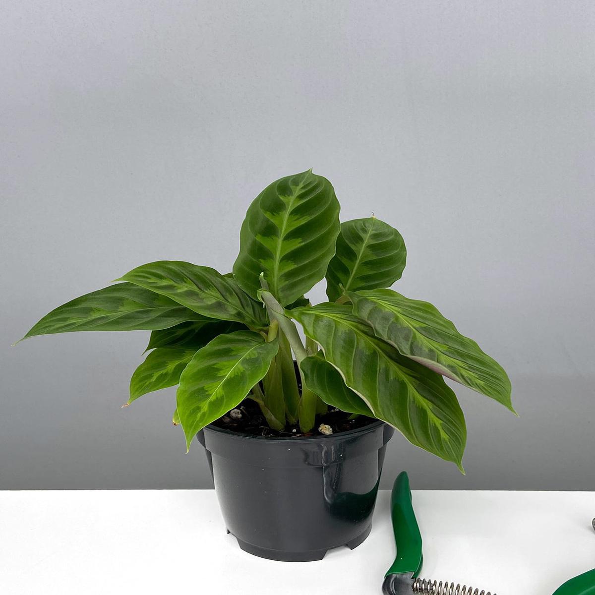 Calathea Jungle Velvet