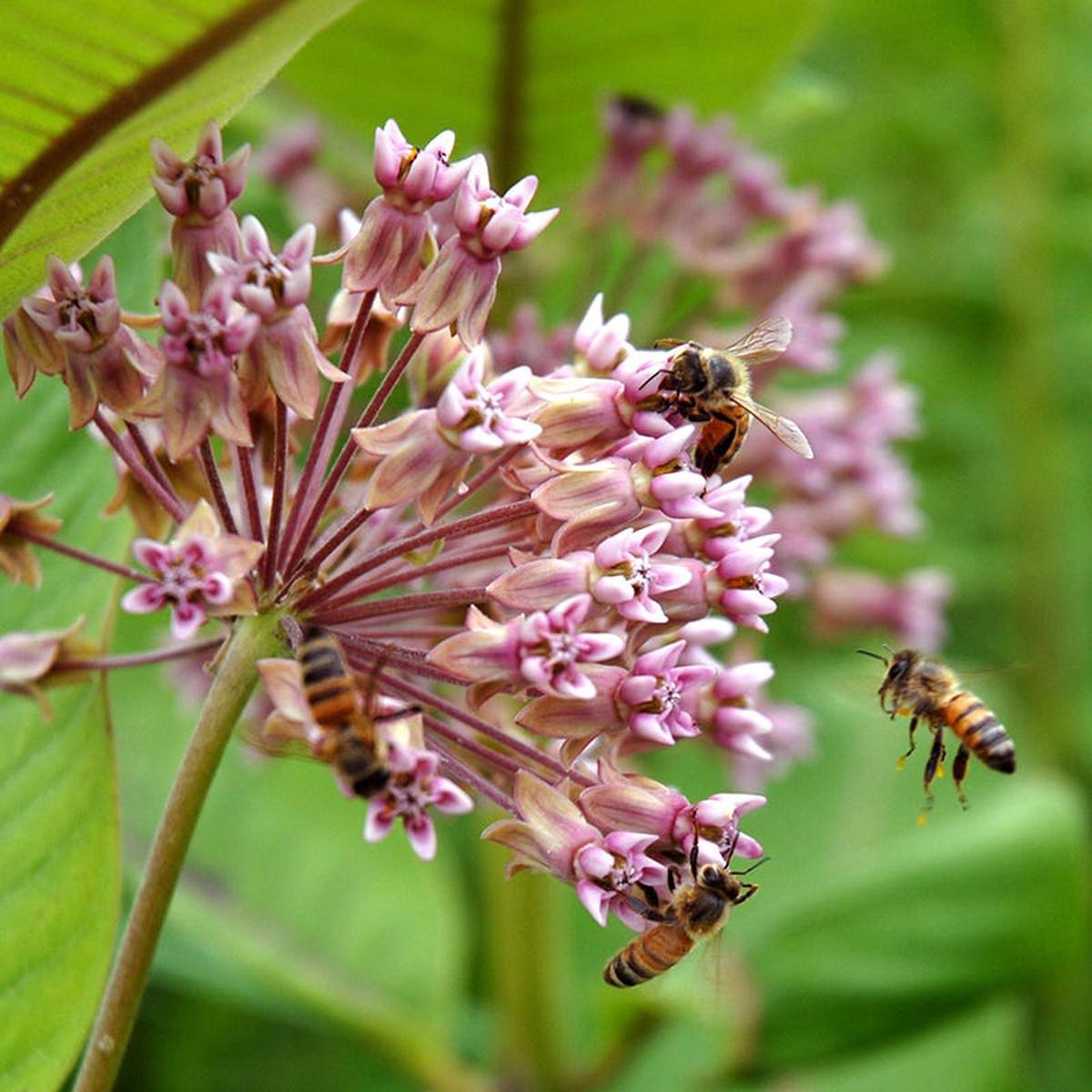 Common Milkweed Seeds