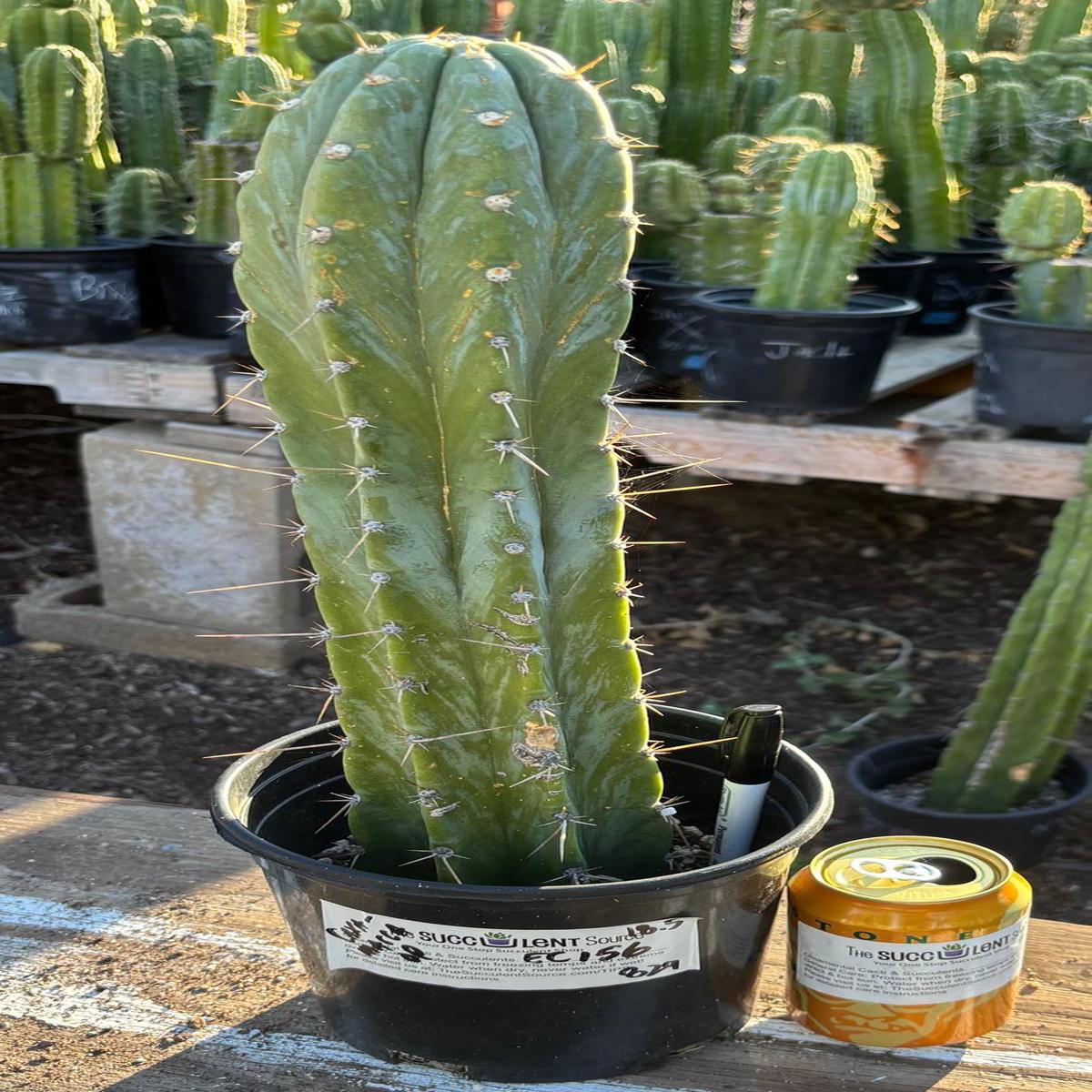 #EC156 EXACT Trichocereus Pachanoi Caxamarca OP Chavin Cactus 18.5