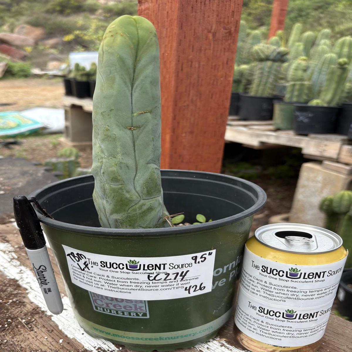 #EC274 EXACT Trichocereus Bridgesii Monstrose Long Form TBM Cactus 9