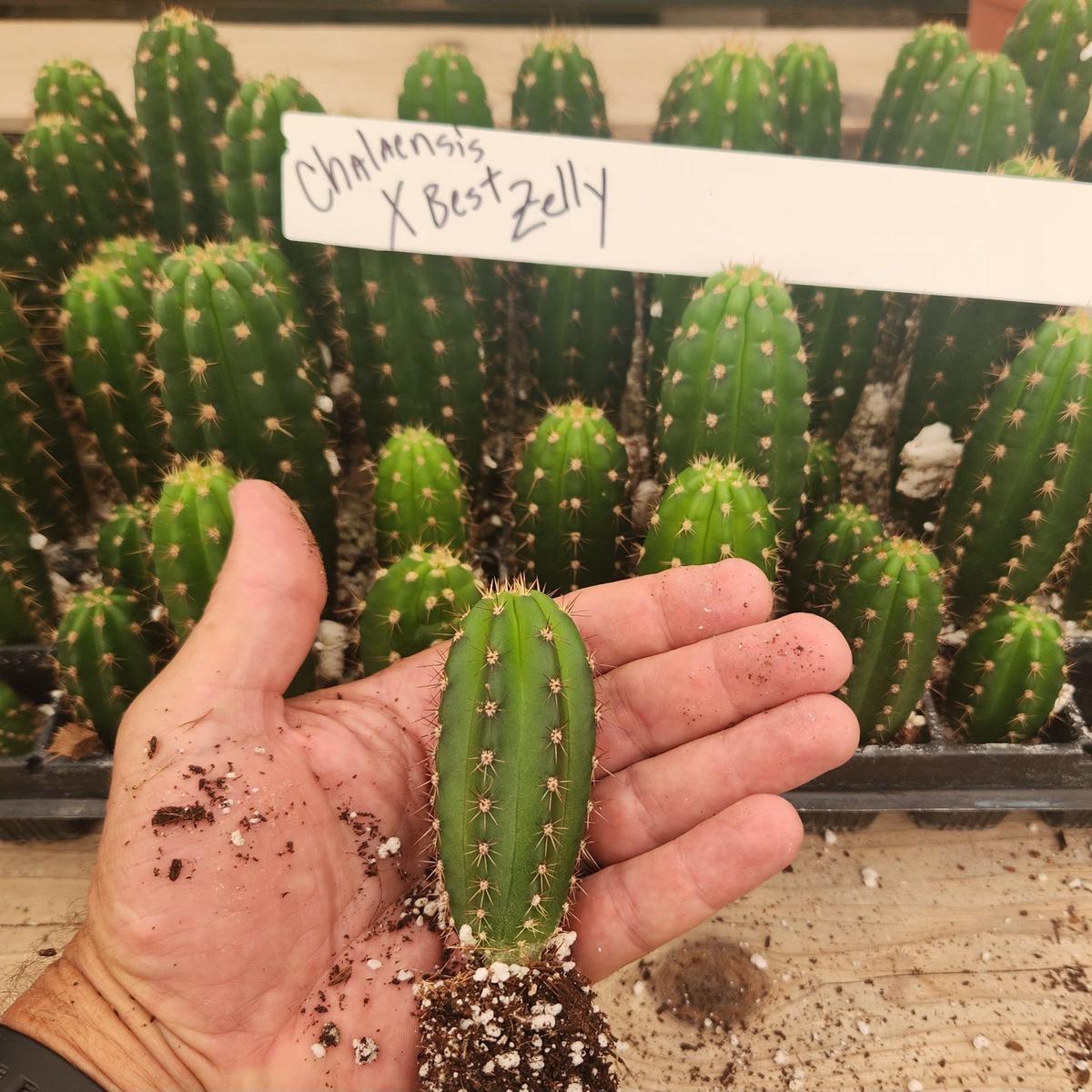#EC316 EXACT Trichocereus Hybrid Chalaensis X Zelly Cactus Seedling 3-4"
