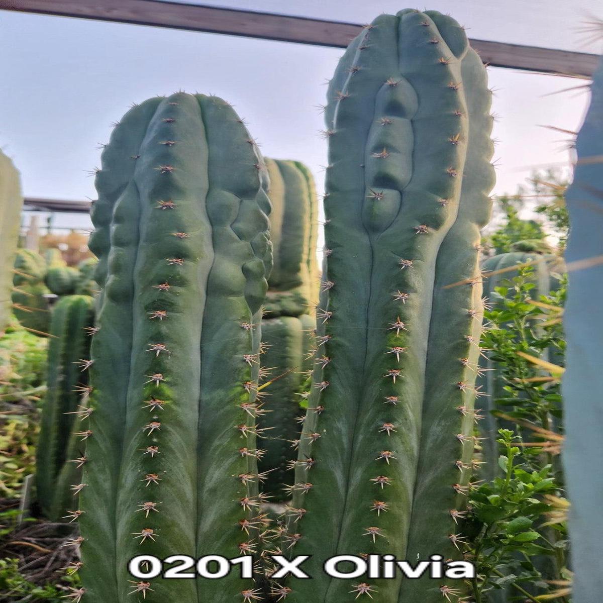 #EC326 EXACT Trichocereus SS0201 X Pachanoi Olivia Cactus Cutting 12"