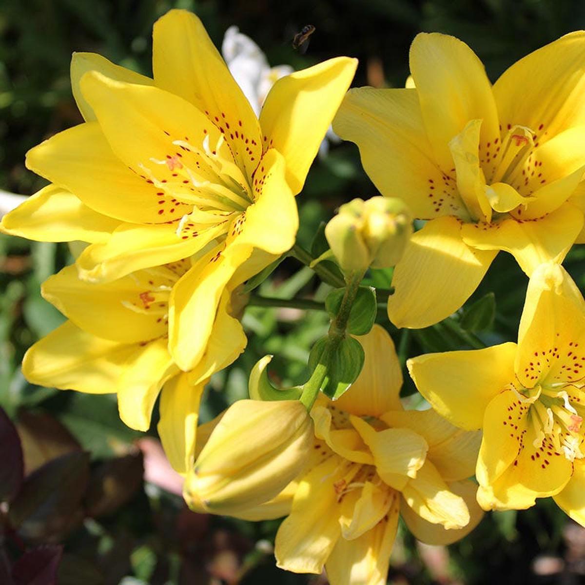 Fata Morgana Double Asiatic Lily