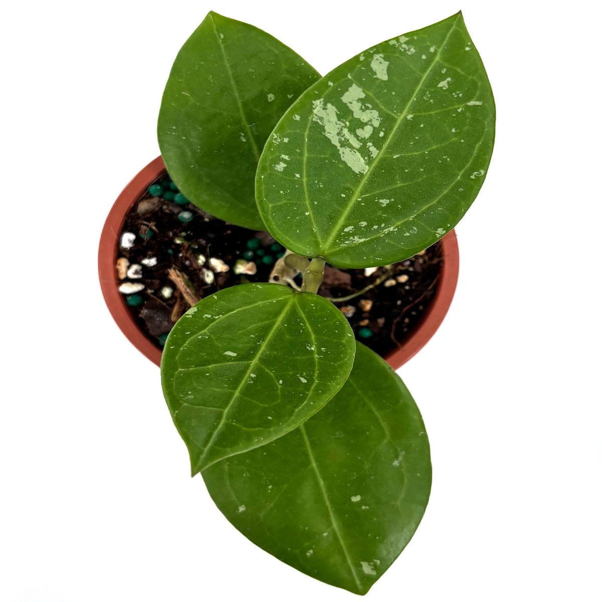 Hoya Mahaxay Laos