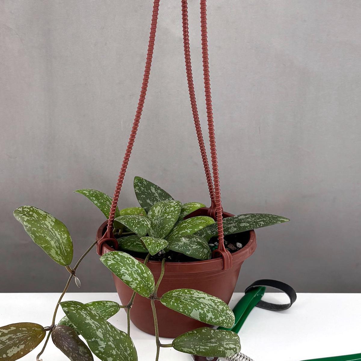 Hoya Sigillatis SP Borneo