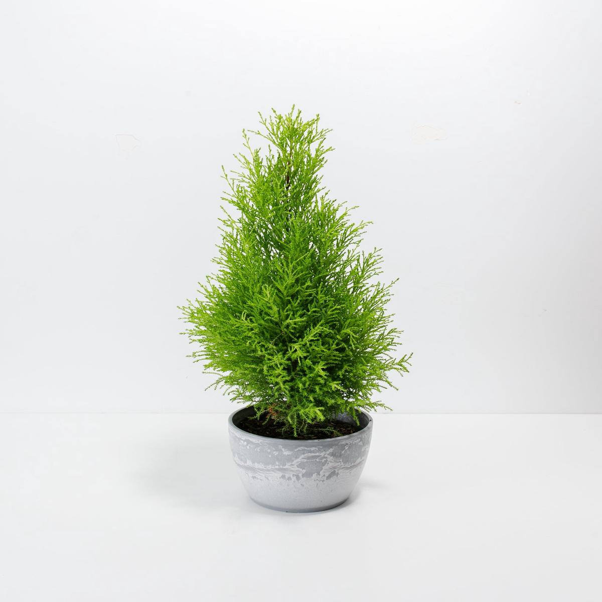 Lemon Cypress Tree