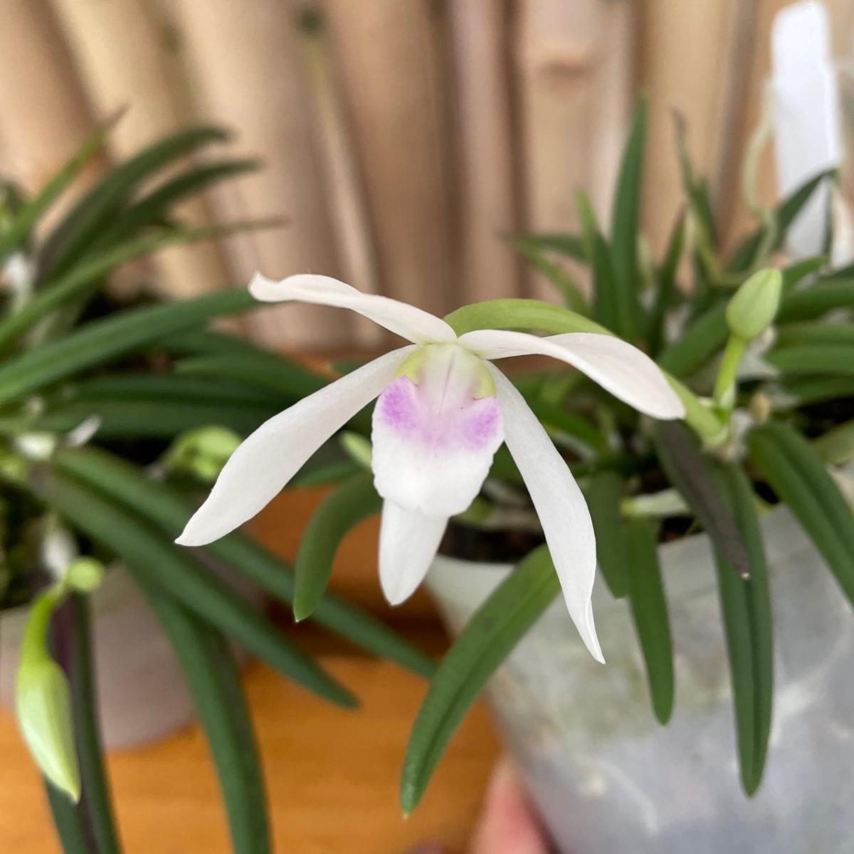 Leptotes bicolor x sib (Miniature Species) - Buds