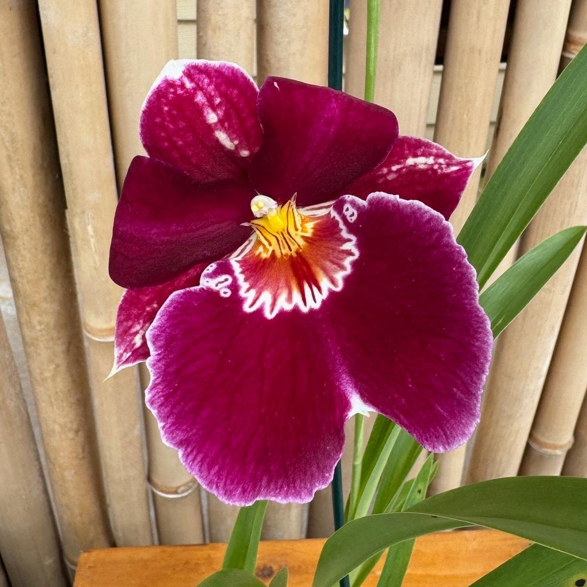 Miltoniopsis Red Tide '15159' (4" Pot) -Buds