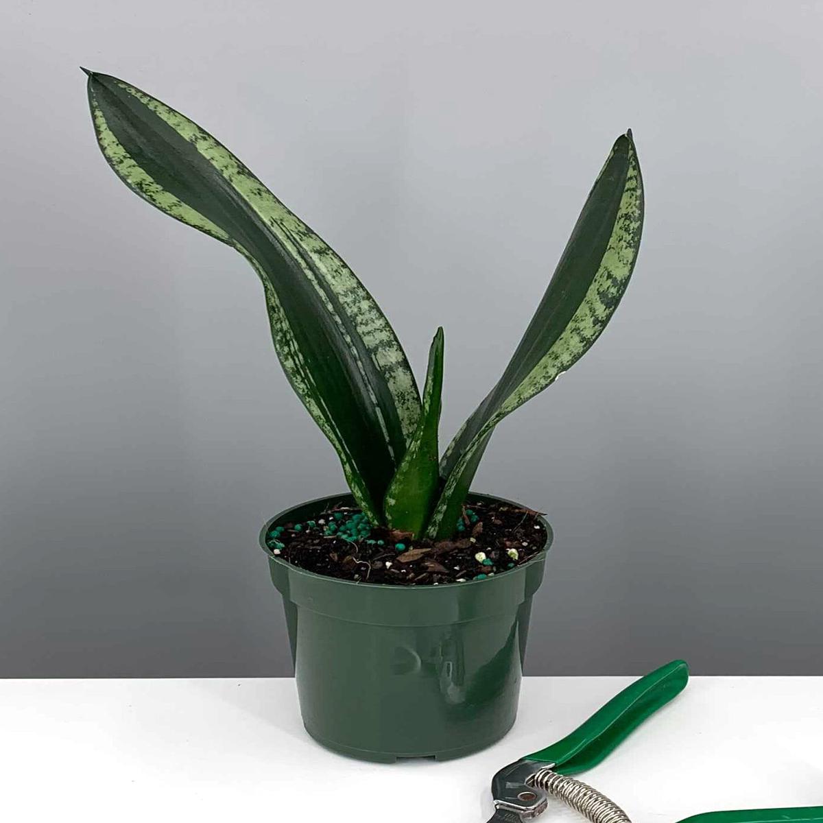 Sansevieria Silver Flame
