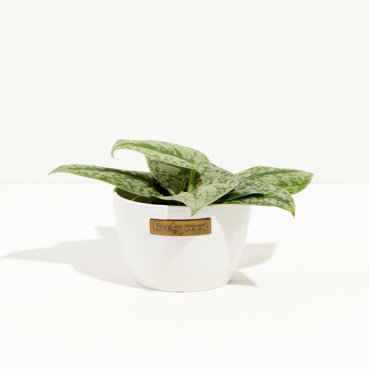 Silver Satin Pothos
